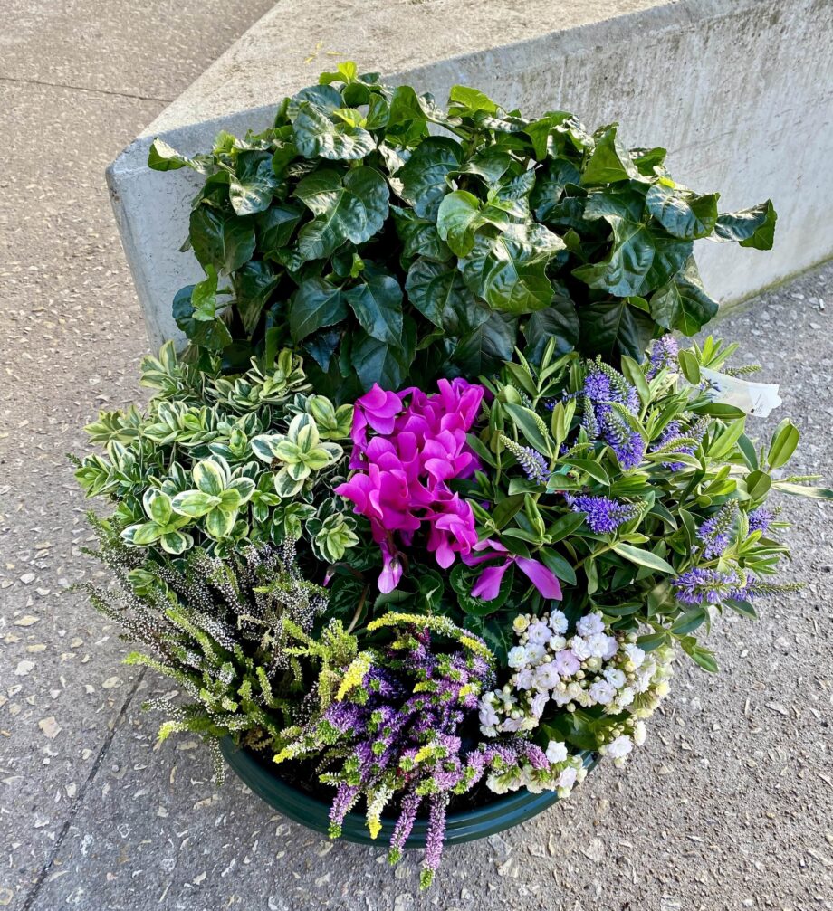 coupe de plante extérieur mauve et blanche