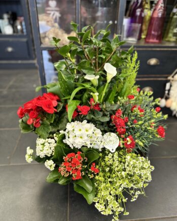 coupe de plante exterieur rouge et blanche