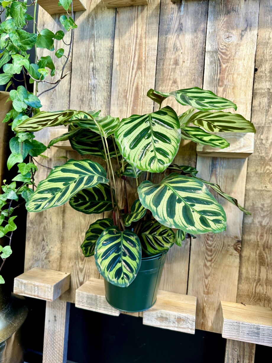 Calathea makoyana