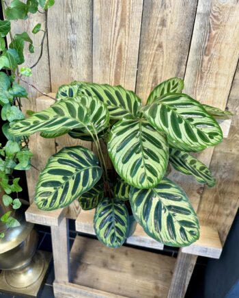 Calathea makoyana