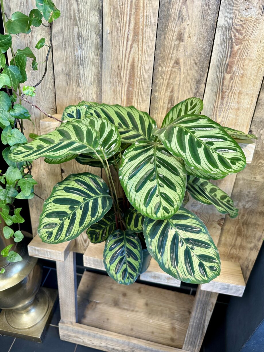 Calathea makoyana