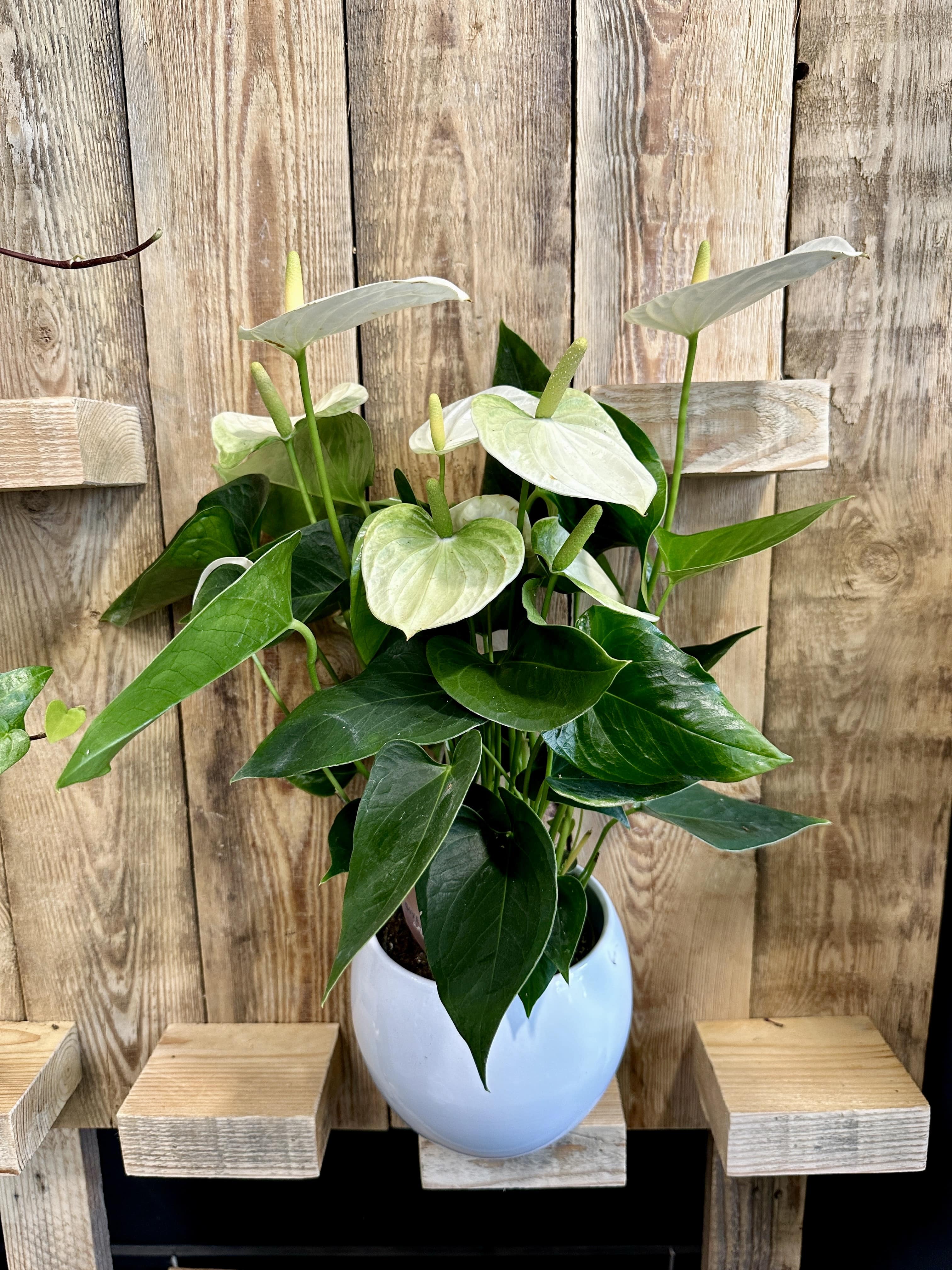 anthurium blanc