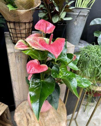 anthurium rose