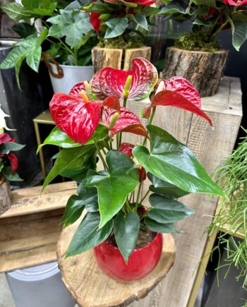 anthurium