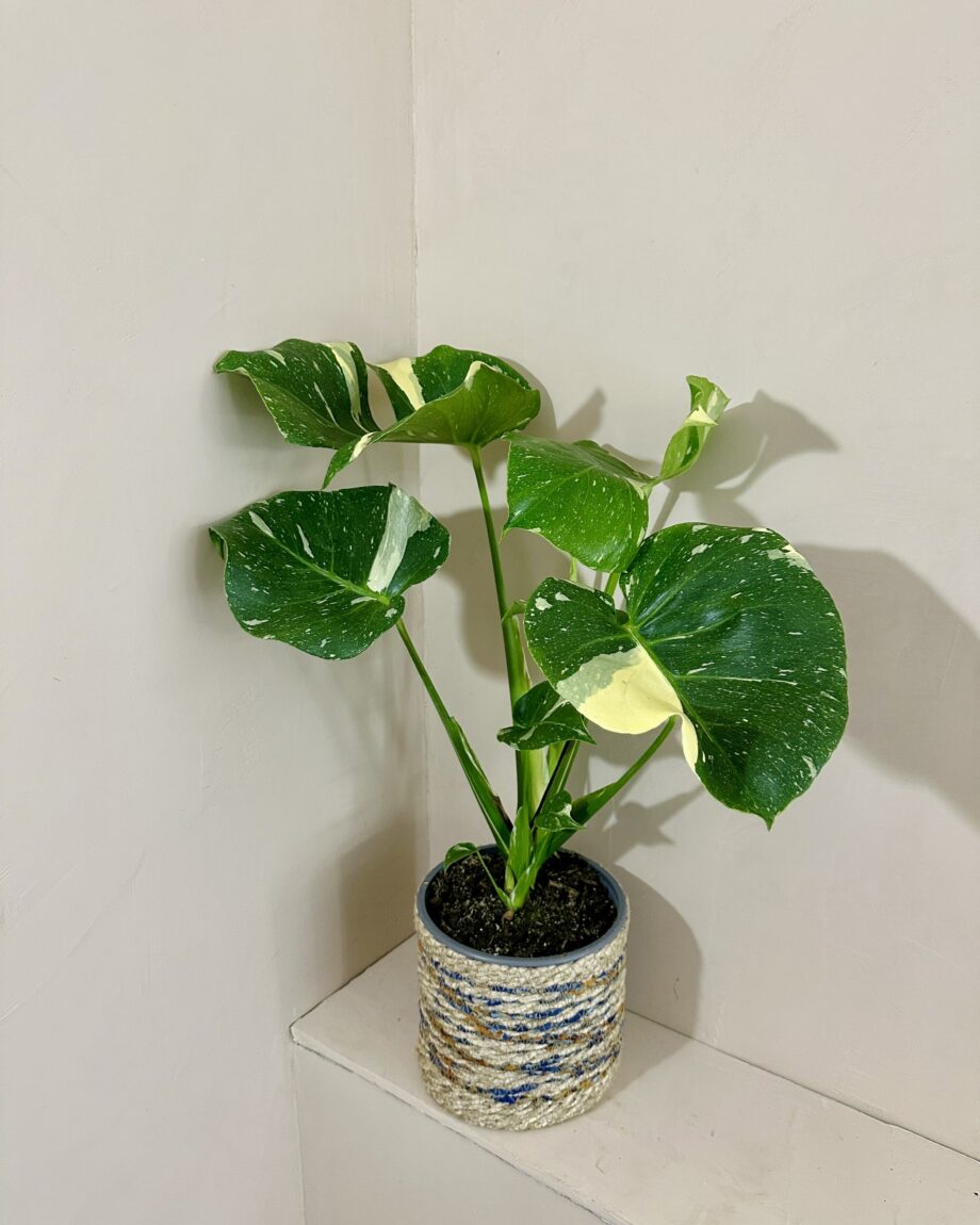 Monstera thai constellation