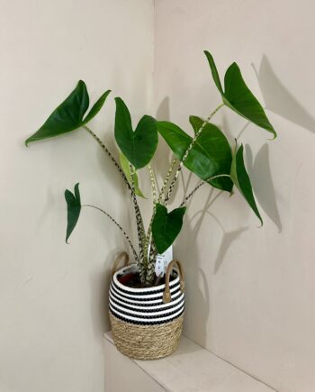 Alocasia Zebrina