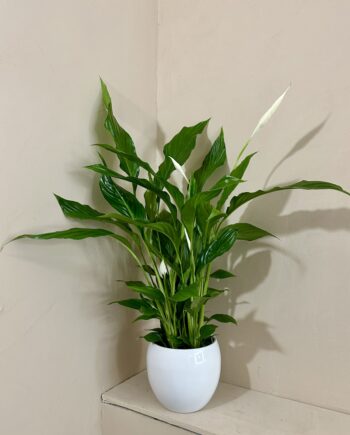 Spathiphyllum