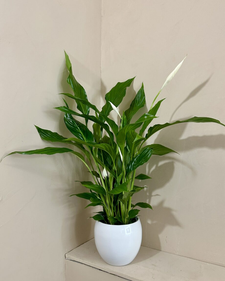 Spathiphyllum