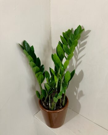 zamioculcas