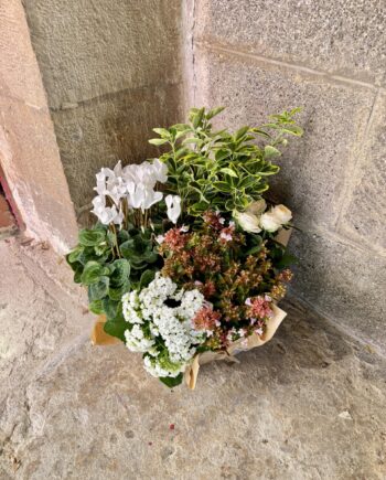 Coupe de plantes délicates pensées
