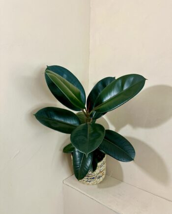 Ficus elastica Robusta