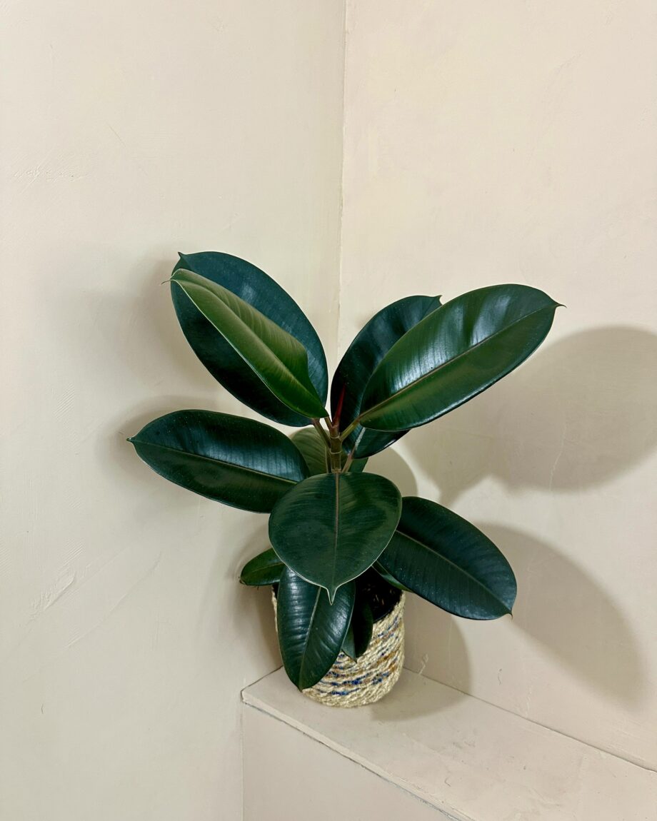 Ficus elastica Robusta